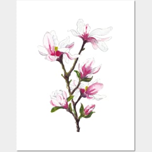 Magnolia blossoms Posters and Art